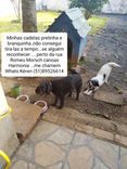 Branquinha