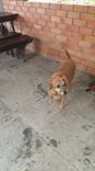 Cão