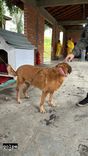 Cão