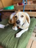 Cão