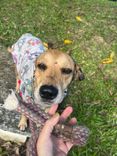 Cão
