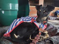 Cão
