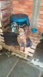 Cão