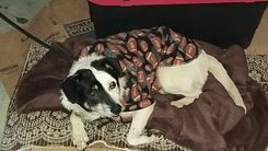 Cão