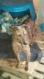 Cão
