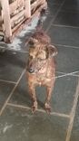 Cão