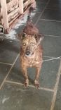 Cão