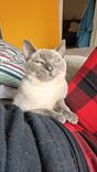 Gato
