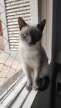 Gato