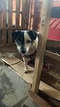 Cão