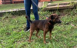 Cão