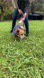 Cão