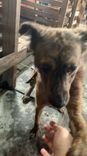 Cão