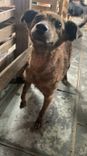 Cão