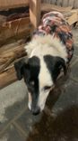 Cão
