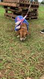 Cão
