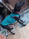Cão