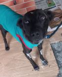 Cão