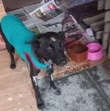 Cão