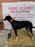 Cão