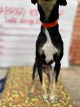 Cão