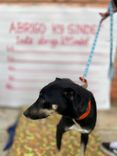 Cão