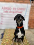 Cão