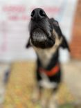 Cão