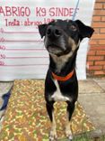 Cão