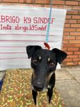 Cão