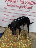 Cão