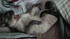 Gato