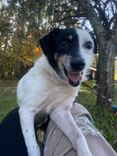 Cão
