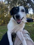 Cão