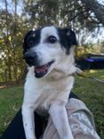 Cão