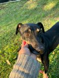 Cão