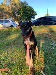 Cão