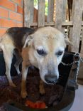 Cão