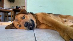 Thor