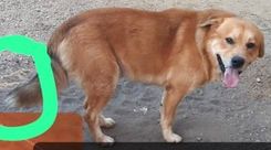 Lobinho
