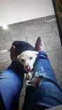 Poodle branco