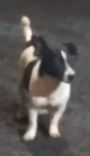 Dengoso