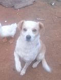 Alemao