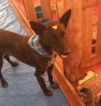 Cão