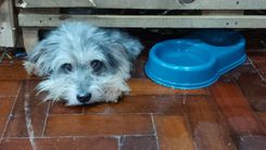 Cão