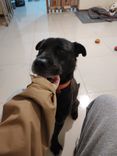 Cão