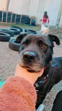 Cão