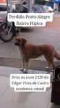 Cão