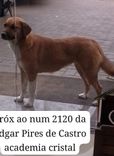 Cão