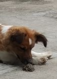 Mel